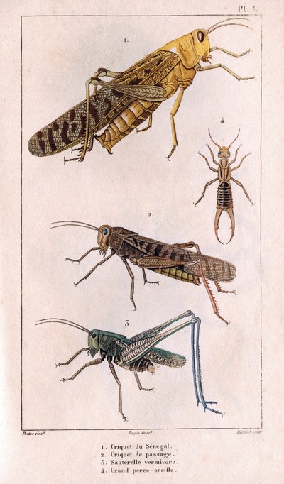 The Senegal Grasshopper, Passage Grasshopper, Grasshopper, Great Pierce-ear.in "" Fauna des Medecins or history of animals and products by Hippolyte Cloquet"" - Bind 6 - 1825. af Hippolyte Cloquet