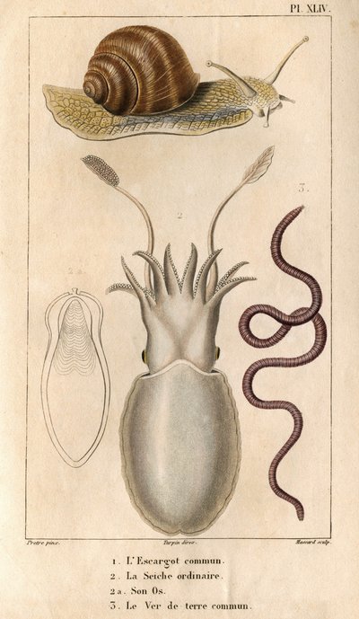 Den almindelige snegl, den almindelige blæksprutte, dens knogler, den almindelige regnorm.i "" Dokkens fauna eller dyrenes historie og deres produkter af Hippolyte Cloquet""" - bind 6 - 1825. af Hippolyte Cloquet