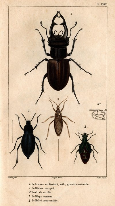 Handrage ovenlysvindue, naturlig størrelse, Reduve-masken, de almindelige blaps, proscarabee Meloe i "" Fauna af læger eller historie af dyr og deres produkter af Hippolyte Cloquet"" - bind 6 - 1825. af Hippolyte Cloquet