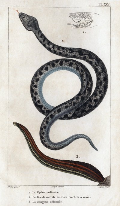 Den almindelige hugorm, hans mund åben med hugtænderne en gift, officinale Sangue." af Hippolyte Cloquet