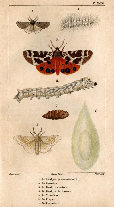 Procession Bombyce, dens larve, Marten Bombyce, Murier Bombyce, Silkeormen, dens skrog, dens chrysalide.in "" Fauna af læger eller historie om dyr og deres produkter af Hippolyte Cloquet"" - af Hippolyte Cloquet