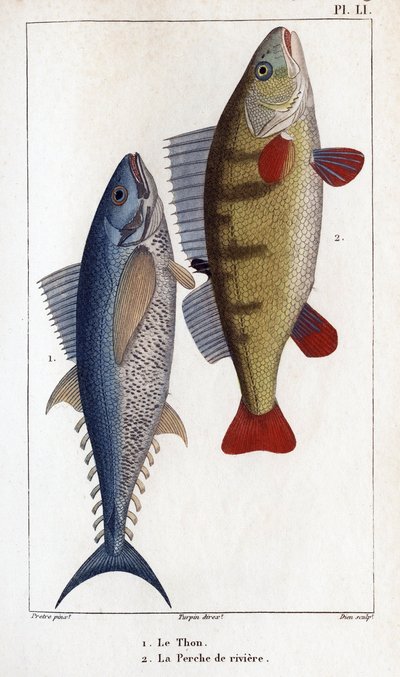 Tun og flodaborre."" Lægers fauna eller historie om dyr og deres produkter af Hippolyte Cloquet"" - af Hippolyte Cloquet