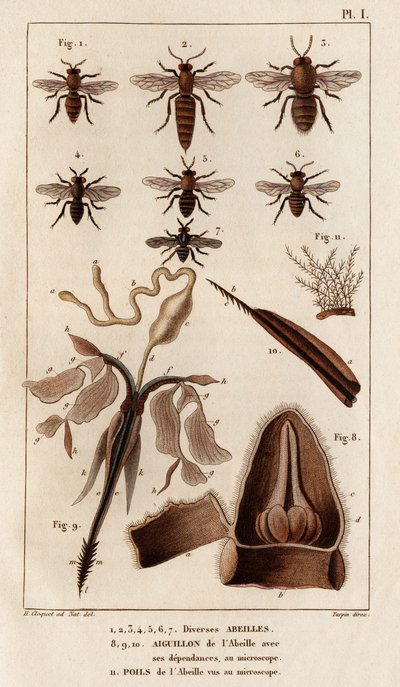 Forskellige bier." "Fauna des Mdecins eller historien om dyr og deres produkter af Hippolyte Cloquet" - bind 6 - 1825. af Hippolyte Cloquet