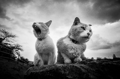 Gnavne, gæspende katte af Hiroaki Kuroda