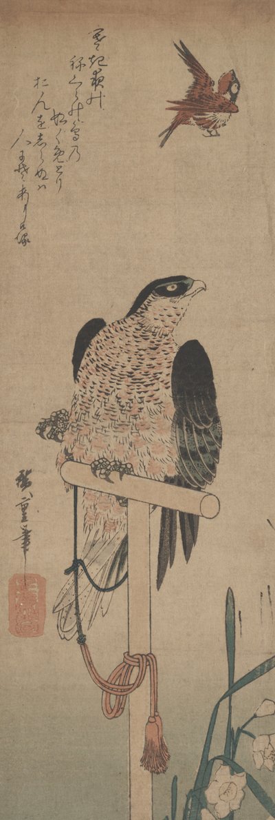 Falk på Aborre, Spurv og Narcissus af Hirokage Utagawa