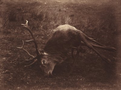Død hjort,1857 (foto) af Horatio Ross