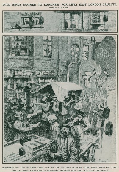 Vilde fugle dømt til mørke resten af livet: Grusomhed i det østlige London (gravering) af Howard K. Elcock