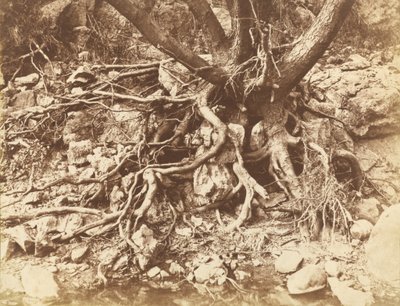 Træ med rodnet,1853 (foto) af Hugh Owen