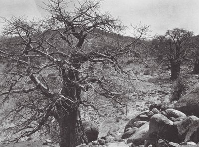 Afrika: Baobab-træ, Dar Nuba (s/h-foto) af Hugo Adolf Bernatzik