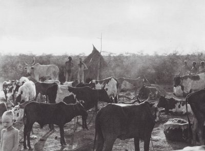 Afrika: Kvægkraal på bredden af Bahr el Zeraf (s/h-foto) af Hugo Adolf Bernatzik