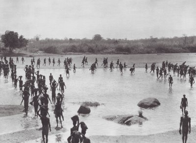 Afrika: Morus bygger en bro nær Amadi (s/h-foto) af Hugo Adolf Bernatzik