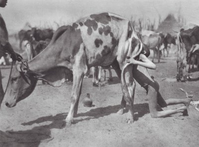 Afrika: Nordlig dinka blæser en ko (s/h-foto) af Hugo Adolf Bernatzik