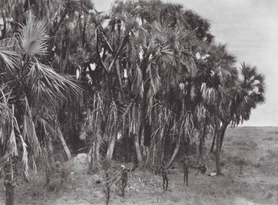 Afrika: Nuer-jægere i et palmetræ (s/h-foto) af Hugo Adolf Bernatzik