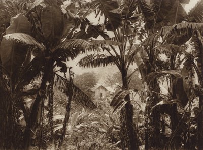 Mexico: Atoyac, Bananos (s/h-foto) af Hugo Brehme