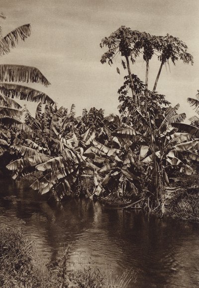 Mexico: Bananer og papaya, Vera Cruz State (s/h-foto) af Hugo Brehme