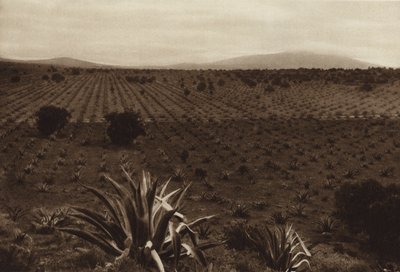 Mexico: Agave-mark omkring Ometusco (s/h-foto) af Hugo Brehme