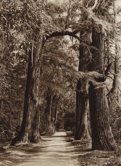Mexico: Hovedstaden Mejico, Chapultepec Park, Alameda de los Filosofos (s/h-foto) af Hugo Brehme