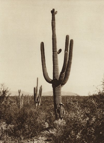 Mexico: "Cereus giganteus" i omegnen af Magdalena, Sonora State (s/h-foto) af Hugo Brehme
