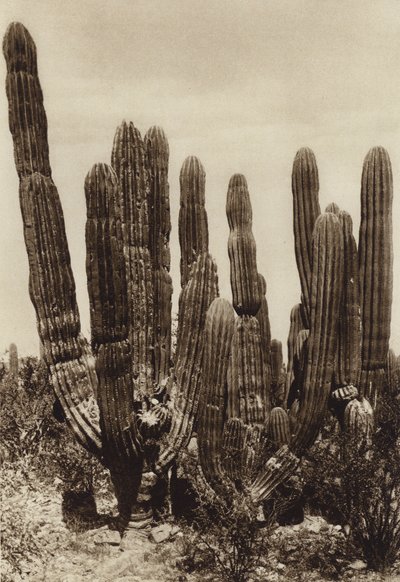 Mexico: Guaymas, "Cereus Pringlei", Estado Sonora (s/h-foto) af Hugo Brehme
