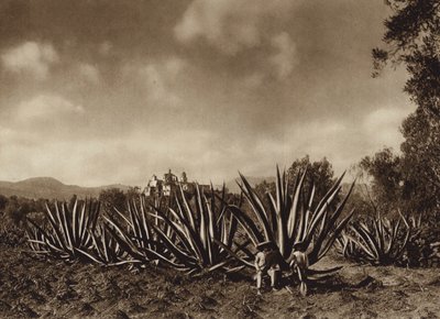 Mexico: Omgivelserne omkring Tepepam med agave-mark (s/h-foto) af Hugo Brehme