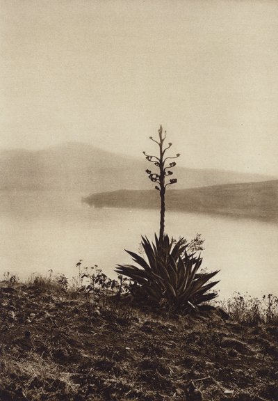 Mexico: Chapala-søens bred med blomstrende agaver (s/h-foto) af Hugo Brehme