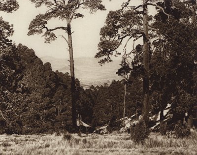 Mexico: Vildt panorama ved foden af Pico de Orizaba (s/h-foto) af Hugo Brehme