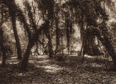 Mexico: Idyllisk sted i Chapultepec-parken (s/h-foto) af Hugo Brehme