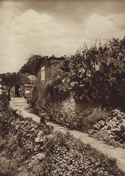 Mexico: Malerisk hjørne i San Angel D F (s/h-foto) af Hugo Brehme