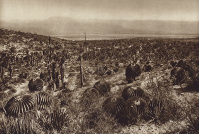 Mexico: Sierra de Tehuacan, I den forreste del "Echinocactus grandis" (s/h-foto) af Hugo Brehme