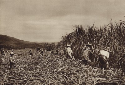 Mexico: Tamasopo, høst af sukkerrør (s/h-foto) af Hugo Brehme