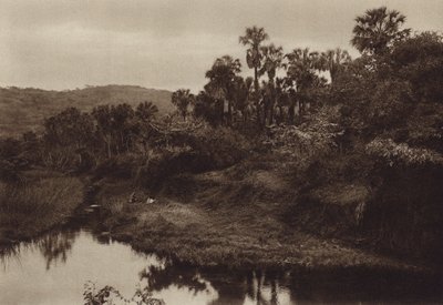Mexico: Tamasopo, palmelandskab (s/h-foto) af Hugo Brehme