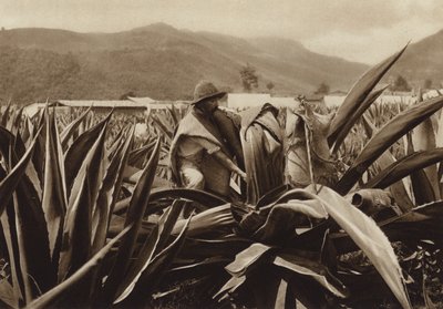 Mexico: Tlachiquero suger pulque fra en agaveplante (s/h-foto) af Hugo Brehme