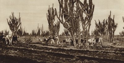 Mexico: Feltarbejde, Sinaloa State (s/h-foto) af Hugo Brehme