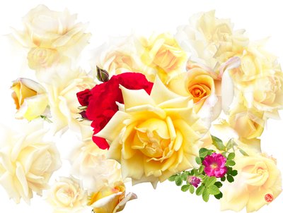 ROSE DREAM af Hugo Nefe
