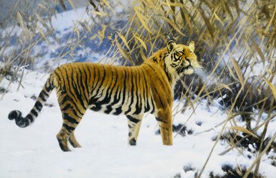 Tiger i et vinterlandskab af Hugo Ungewitter