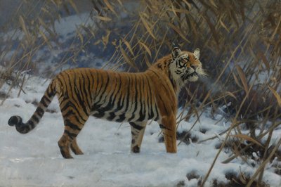 ""En tiger i sneen"" (En tiger i sneen) Maleri af Hugo Ungewitter (1869-1944) 1912 Privat samling af Hugo Ungewitter