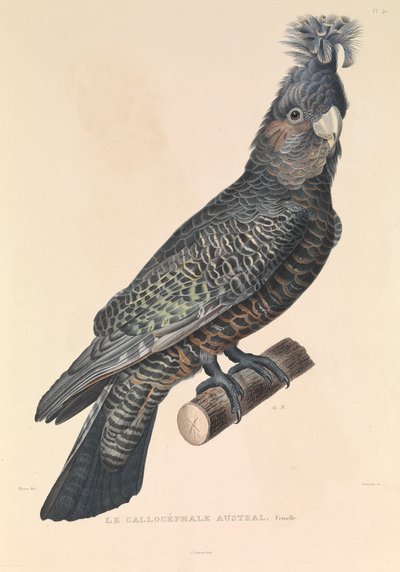 Den australske Callicéphale