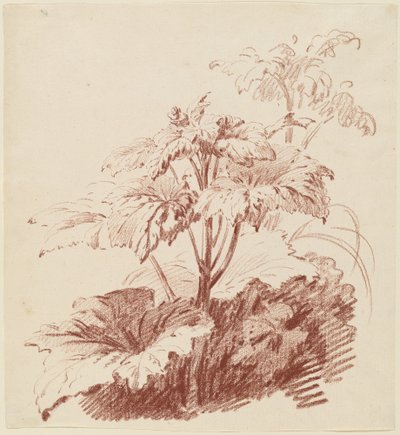Blomstrende Plante med Knopper af I Jean Baptiste Hüet