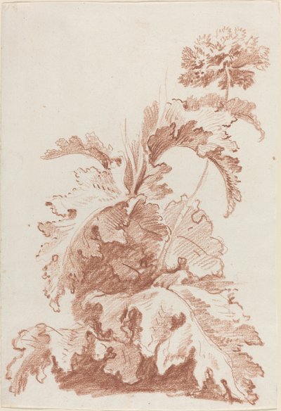 Valmue i blomst af I Jean Baptiste Hüet