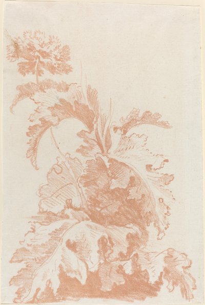 Valmue i blomst af I Jean Baptiste Hüet