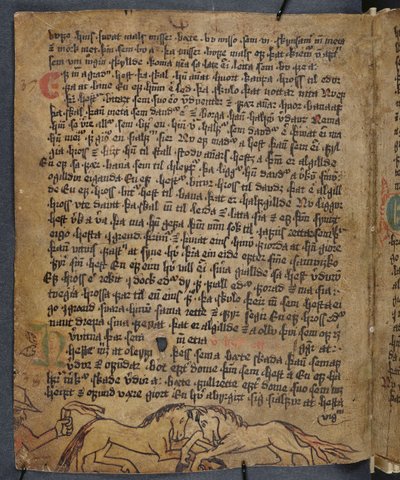 Horse Fight, fra Heynesbok (The Book of Heynes), 1. halvdel af 1500-tallet af Icelandic School