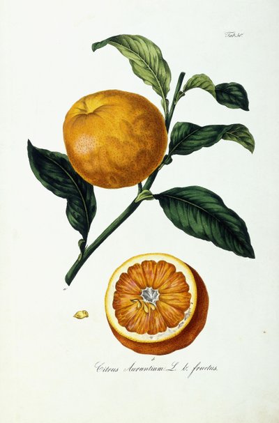 Orange frugt, citrus af Ignaz (after) Strenzl
