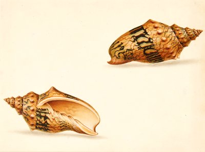 Shell-undersøgelse (blandet medier) af Ignaz Von (manner of) Born