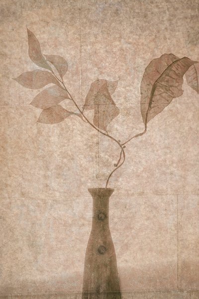 Delikate Sepia Botanicals af Igor Tokarev