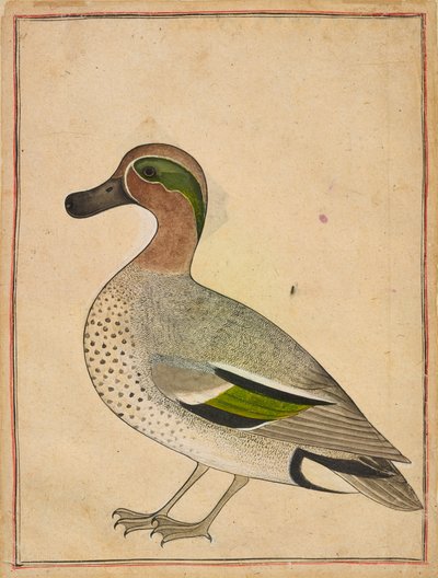 A Green-winged Teal, c.1730dani af Indian School