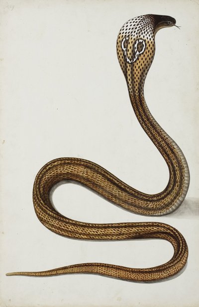 En kobra (Maja tripudians) med hætte spredt, 1785-89 (ugennemsigtigt wc på papir) af Indian School