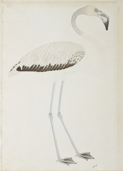 En flamingo, ca. 1780 (ugennemsigtigt toilet på papir) af Indian School