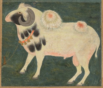 En kongelig vædder med guldkæde, ca. 1585 (ugennemsigtig akvarel & guld på papir) af Indian School