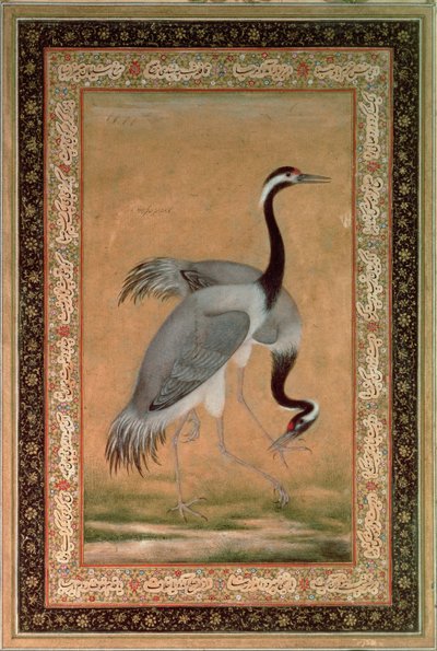 Traner af Mansur, Jahangir-perioden, mogul af Indian School