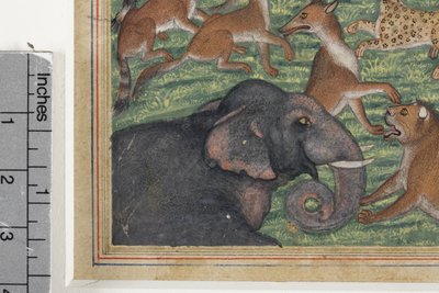 Detalje fra Sjakalen, der udtalte sig til konge, ca. 1560-65 (ugennemsigtigt wc & guld på papir) af Indian School